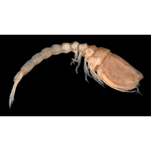 Семейство Bodotriidae фото