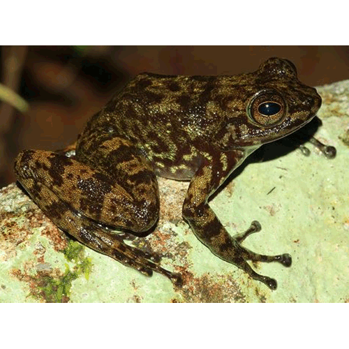  Род Boehmantis  фото