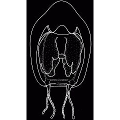 Семейство Boeromedusidae  фото