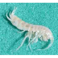 Семейство Bogidiellidae фото