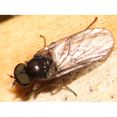 Семейство Bolbomyiidae фото