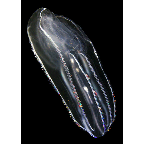 Семейство Bolinopsidae  фото