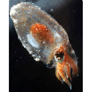 Семейство Bolitaenoidea  фото