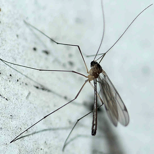Семейство Bolitophilidae фото
