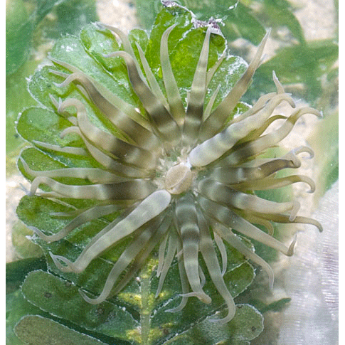 Семейство Boloceroididae  фото