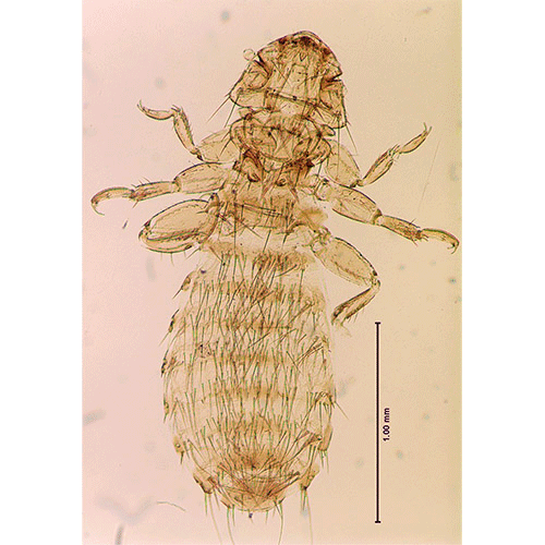 Семейство Boopiidae фото