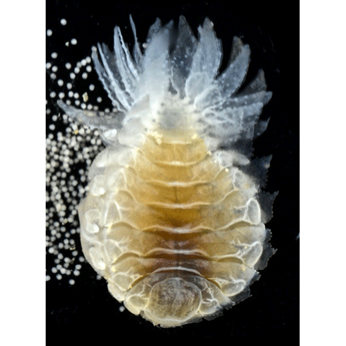 Семейство Bopyroidea фото
