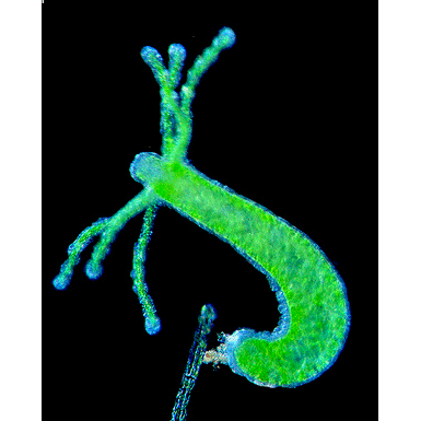 Семейство Boreohydridae  фото