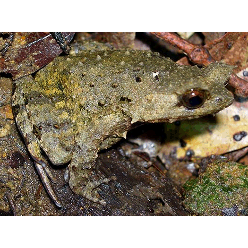  Род Borneophrys  фото