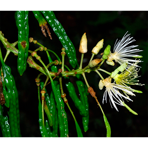 Семейство Borthwickiaceae фото
