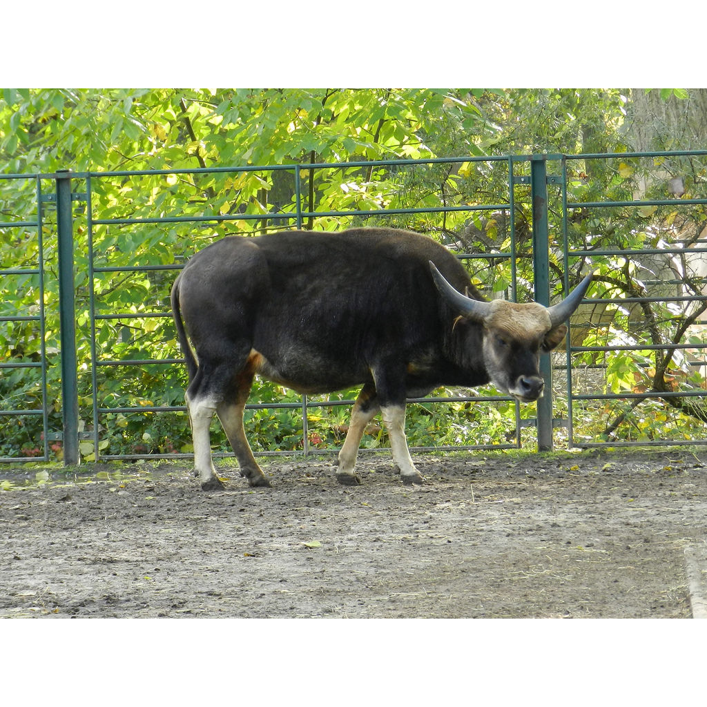 Bos frontalis Фото №4
