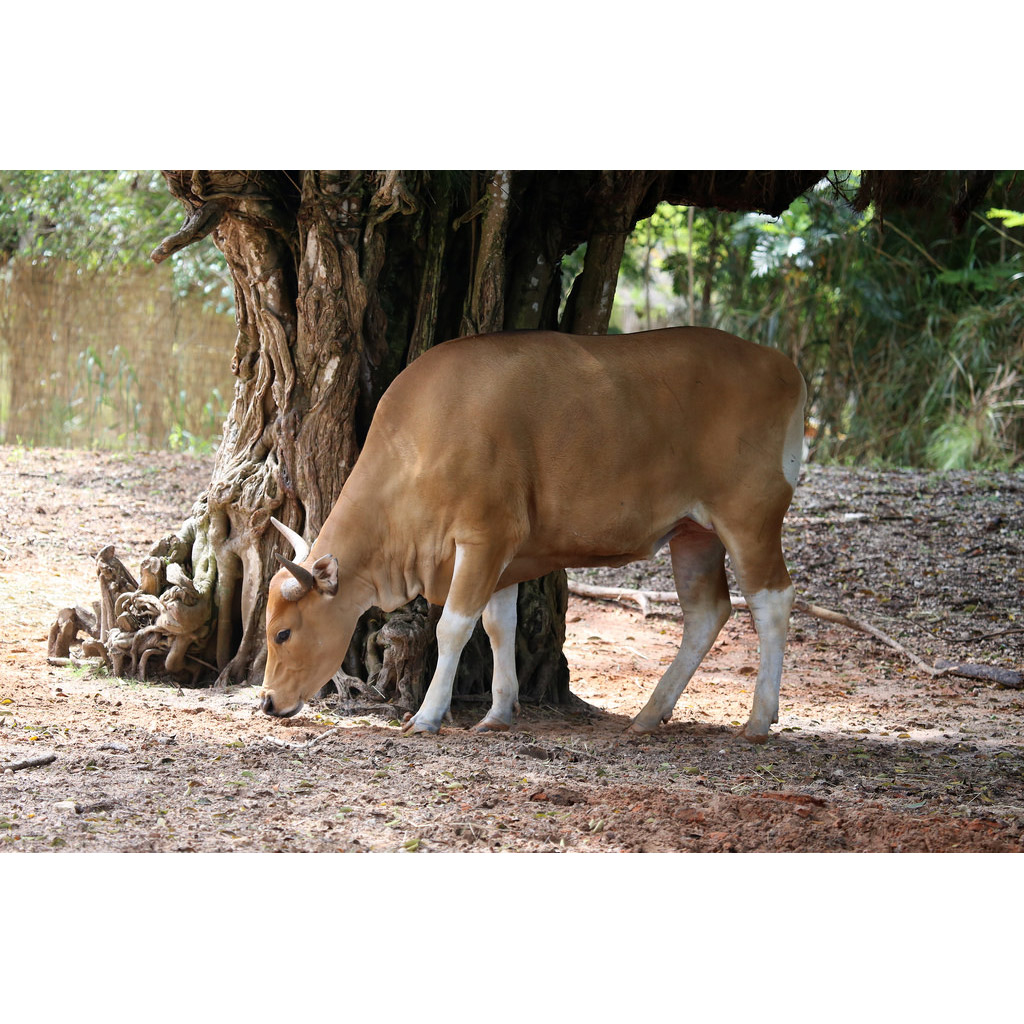 Bos javanicus Фото №3