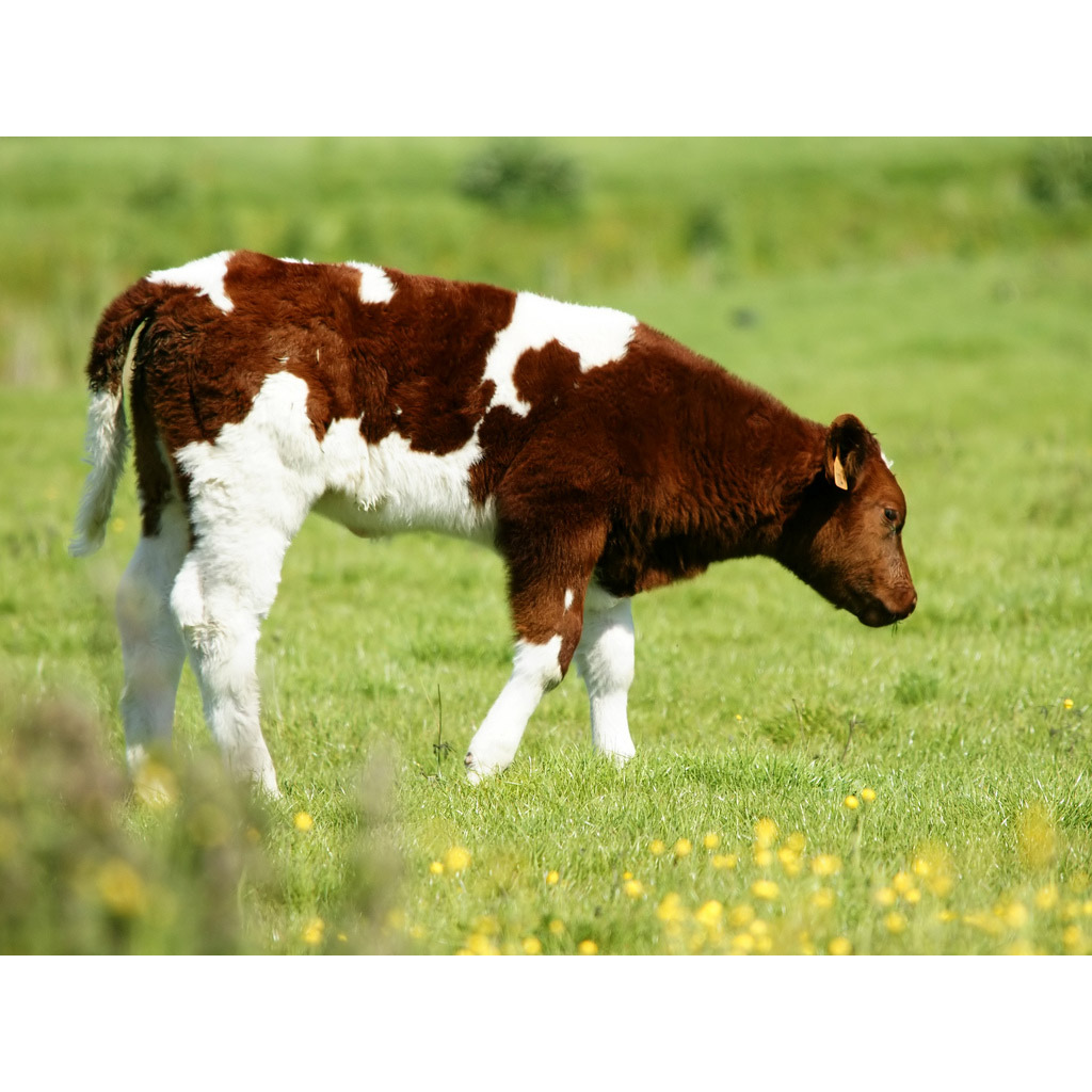 Bos taurus Фото №10