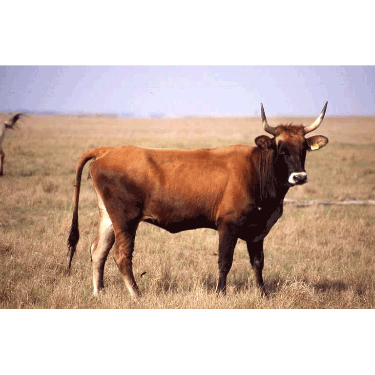 Bos taurus Фото №2