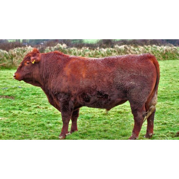 Bos taurus Фото №3