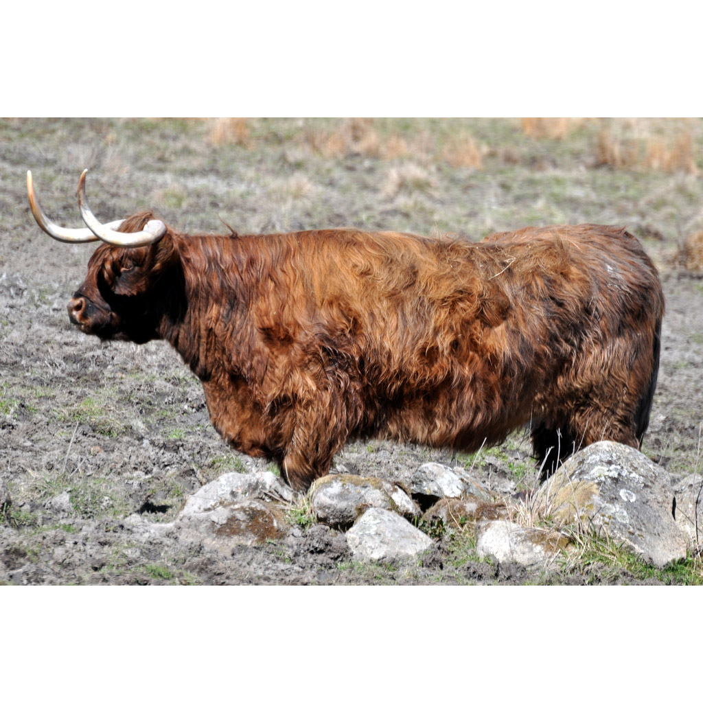 Bos taurus Фото №5