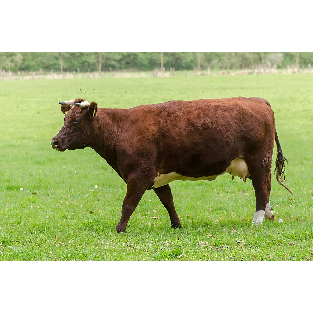 Bos taurus Фото №6