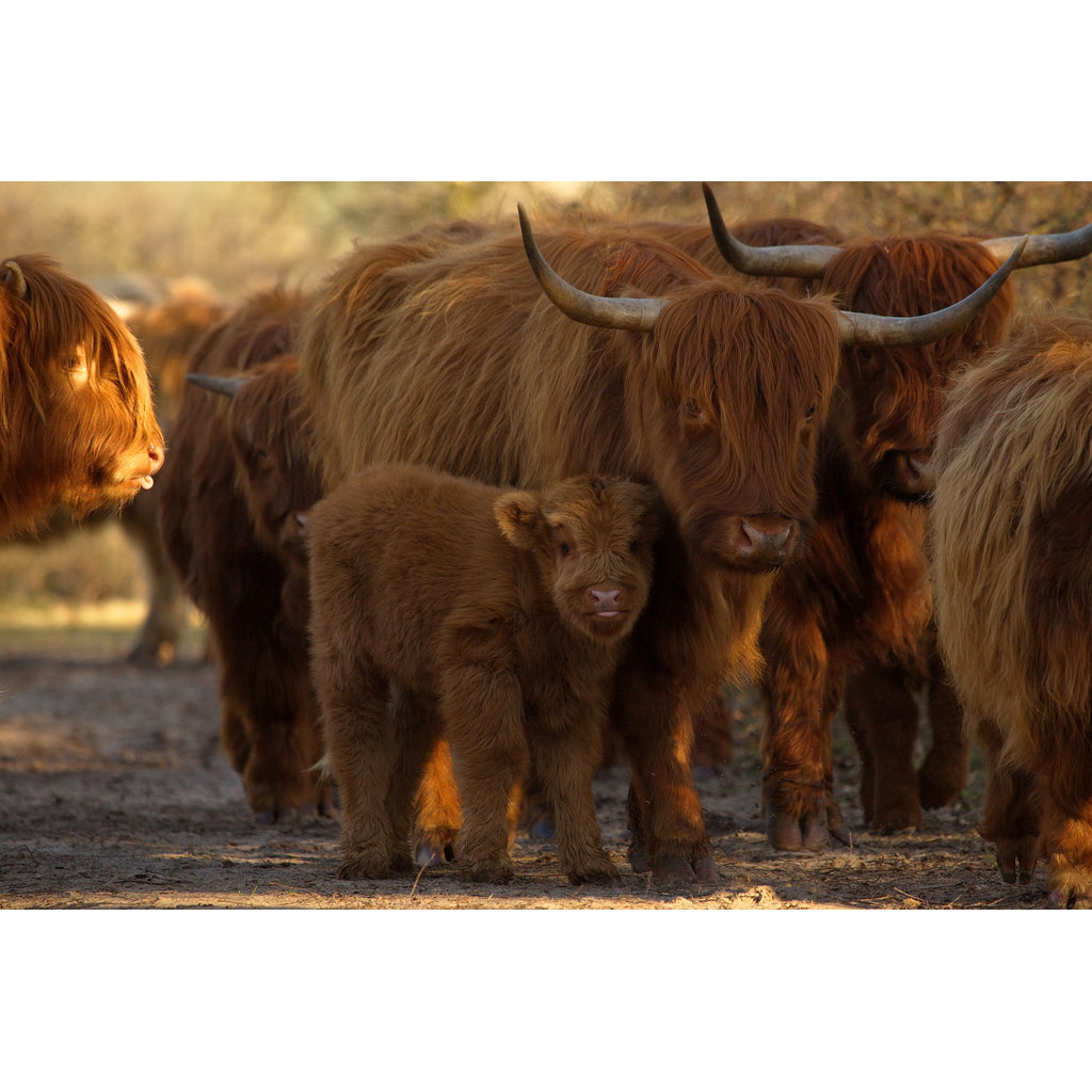 Bos taurus Фото №9