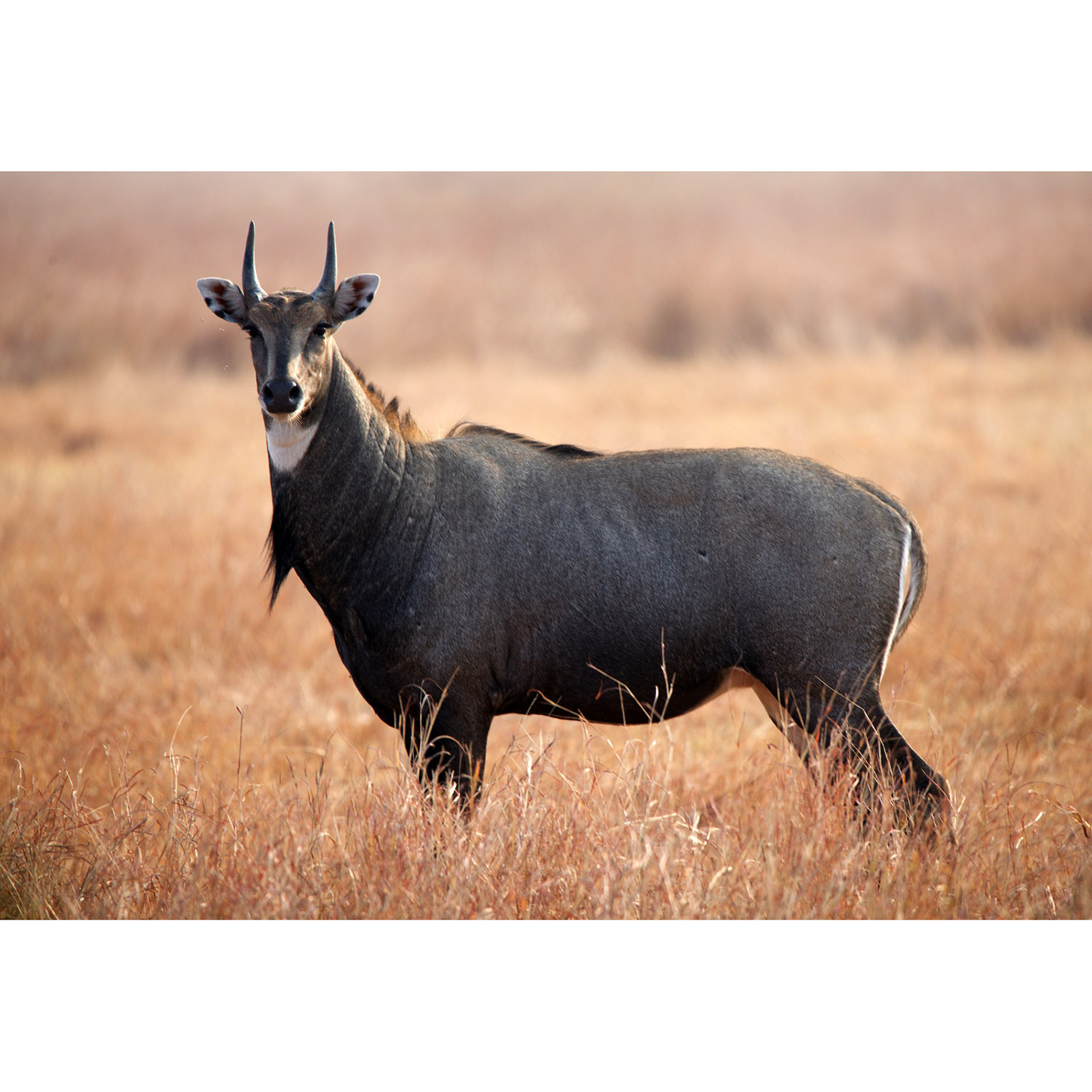 Boselaphus tragocamelus Фото №2