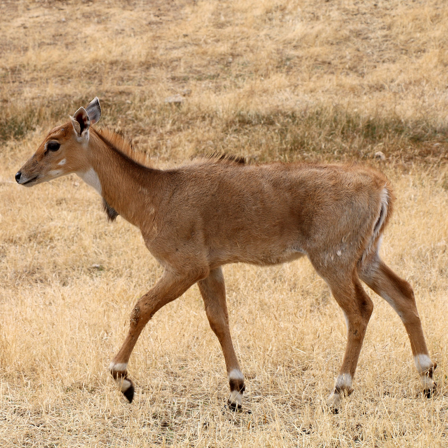 Boselaphus tragocamelus Фото №3