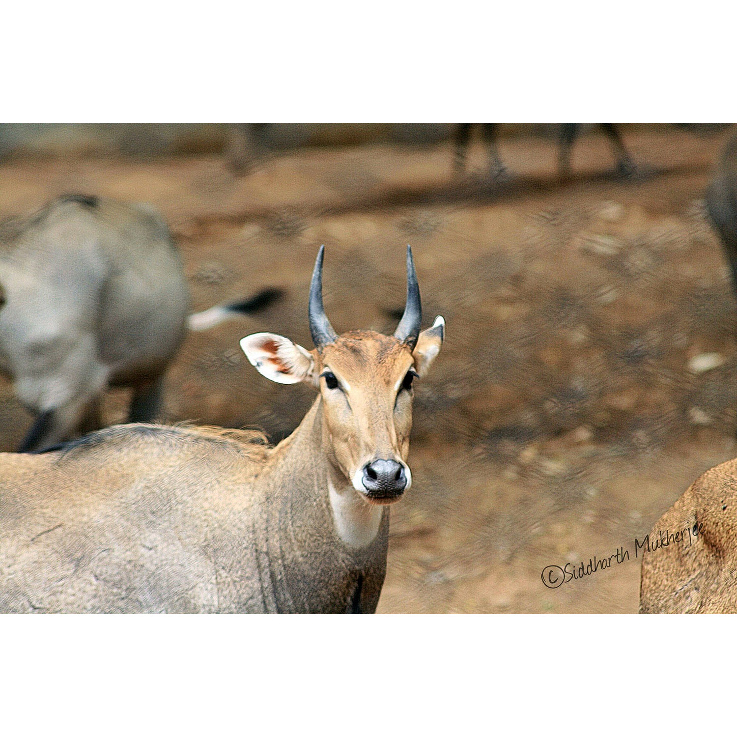 Boselaphus tragocamelus Фото №4