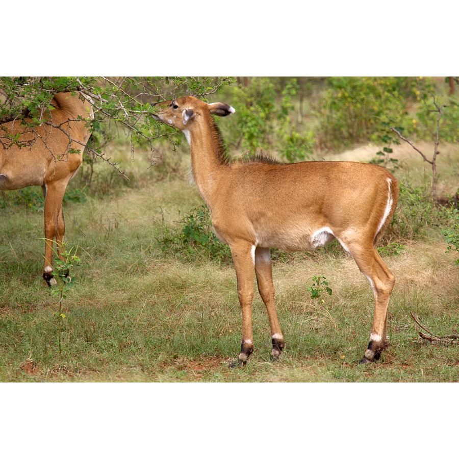 Boselaphus tragocamelus Фото №5