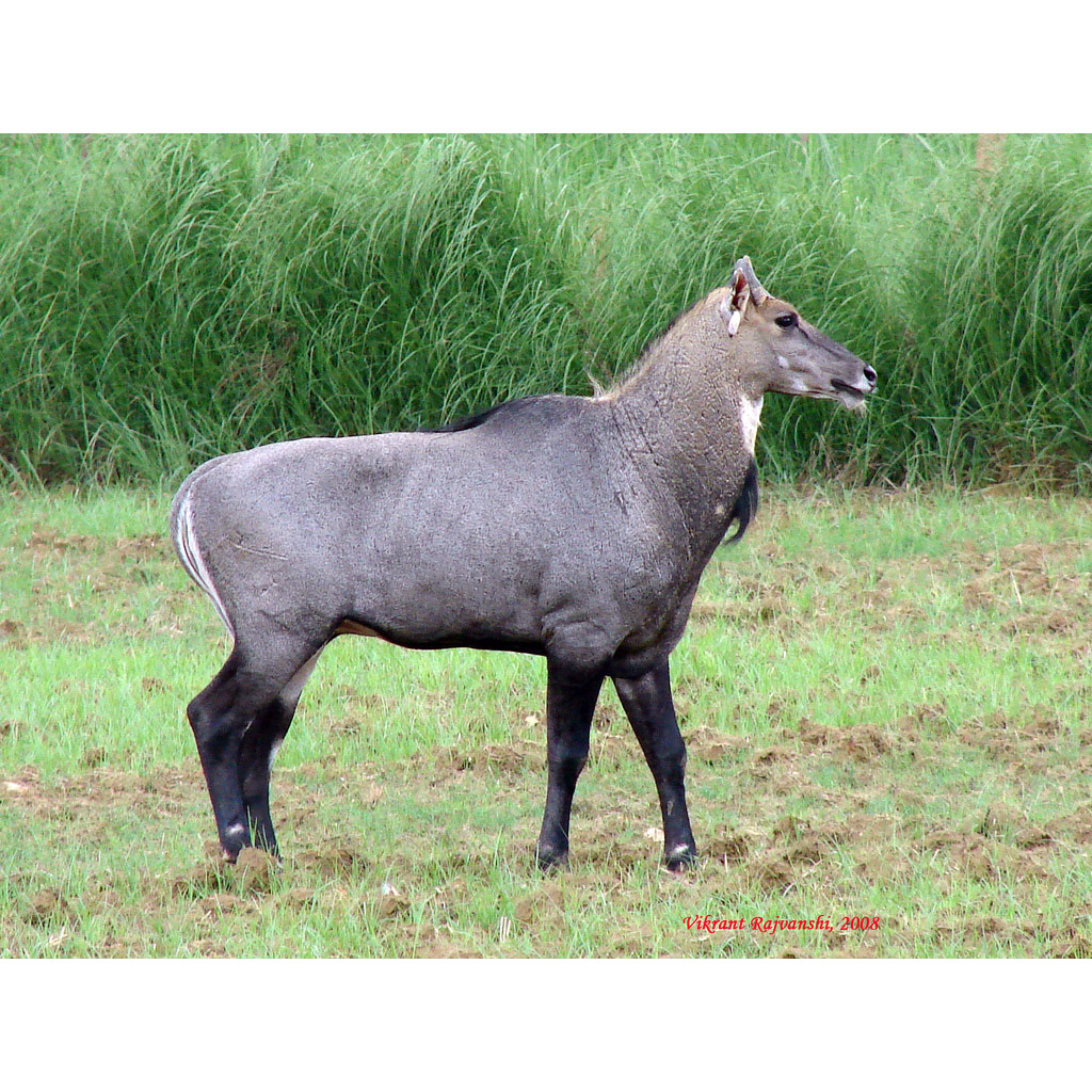 Boselaphus tragocamelus Фото №6