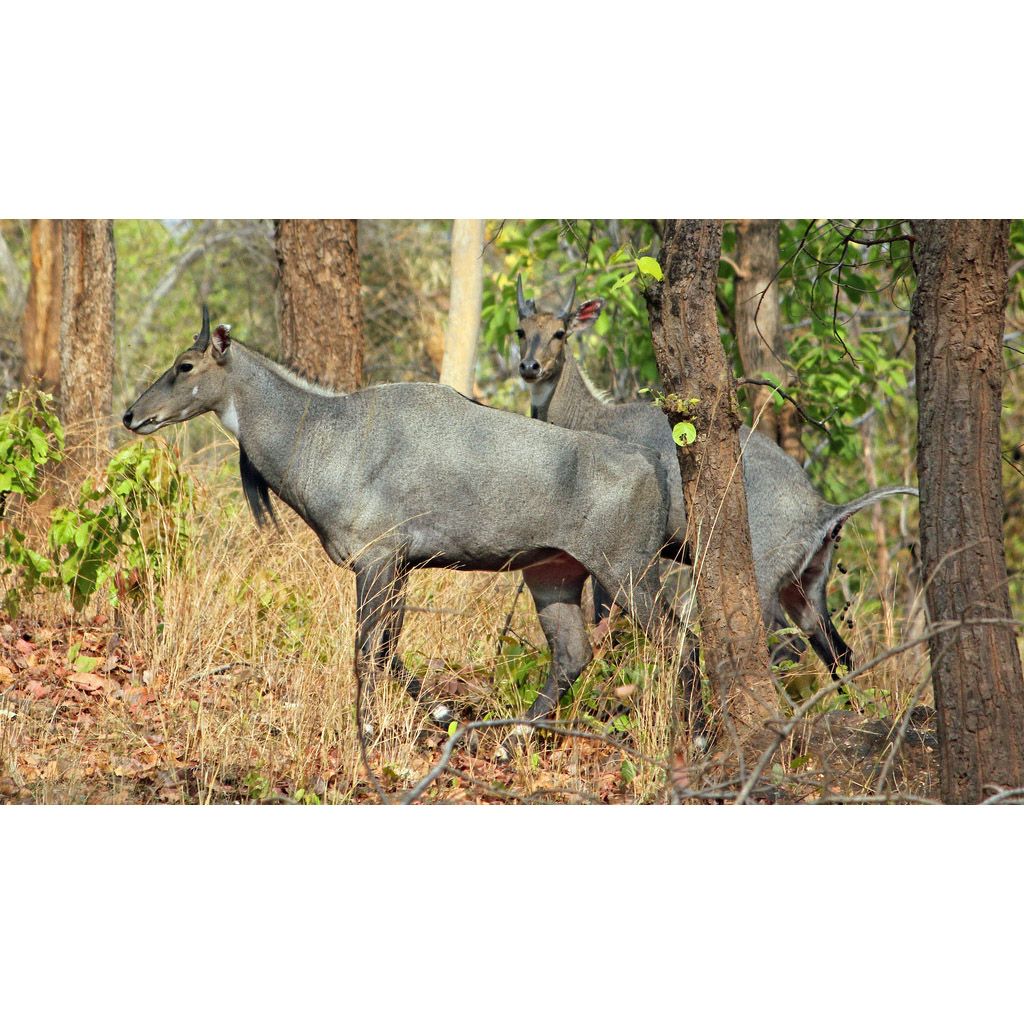 Boselaphus tragocamelus Фото №7