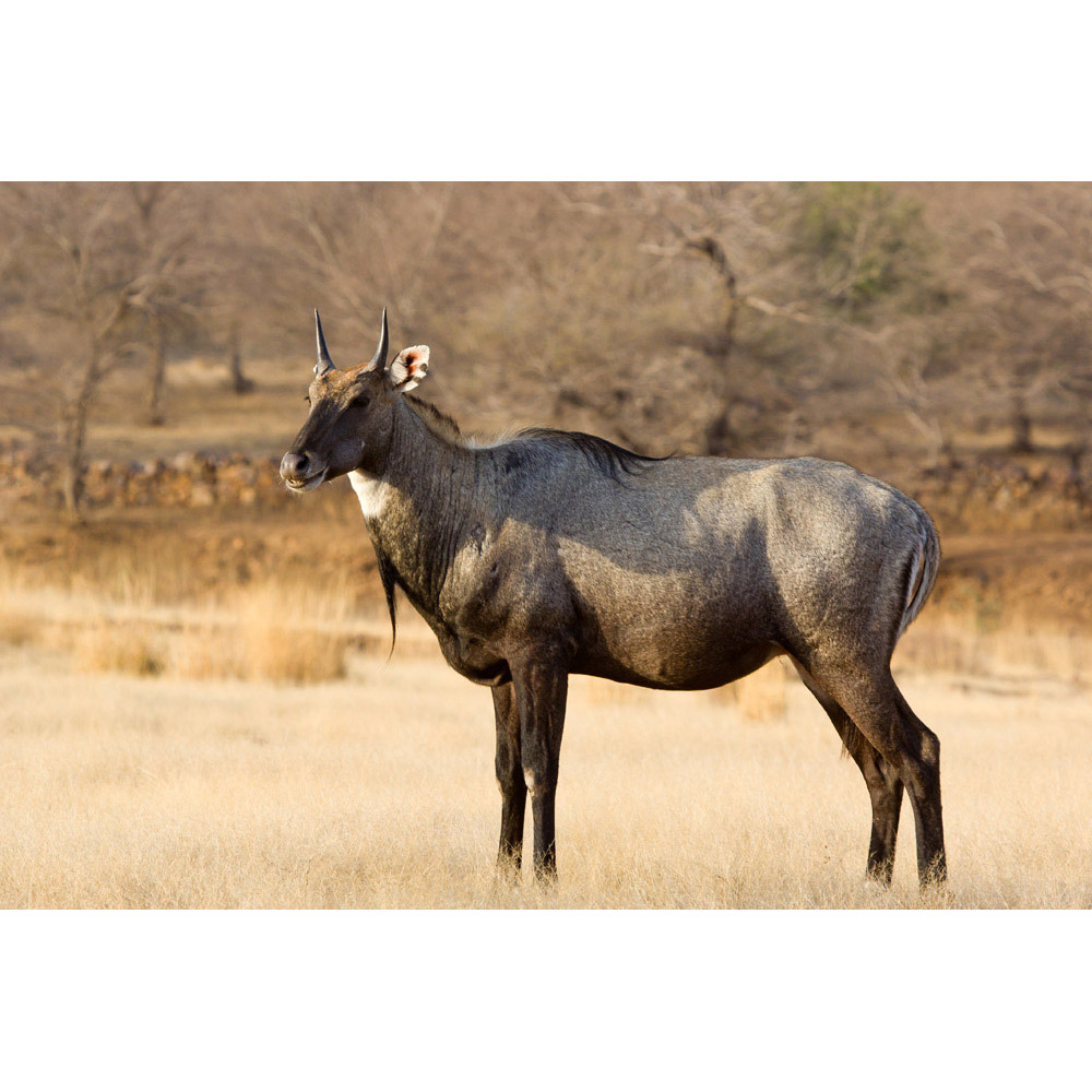 Boselaphus tragocamelus Фото №8