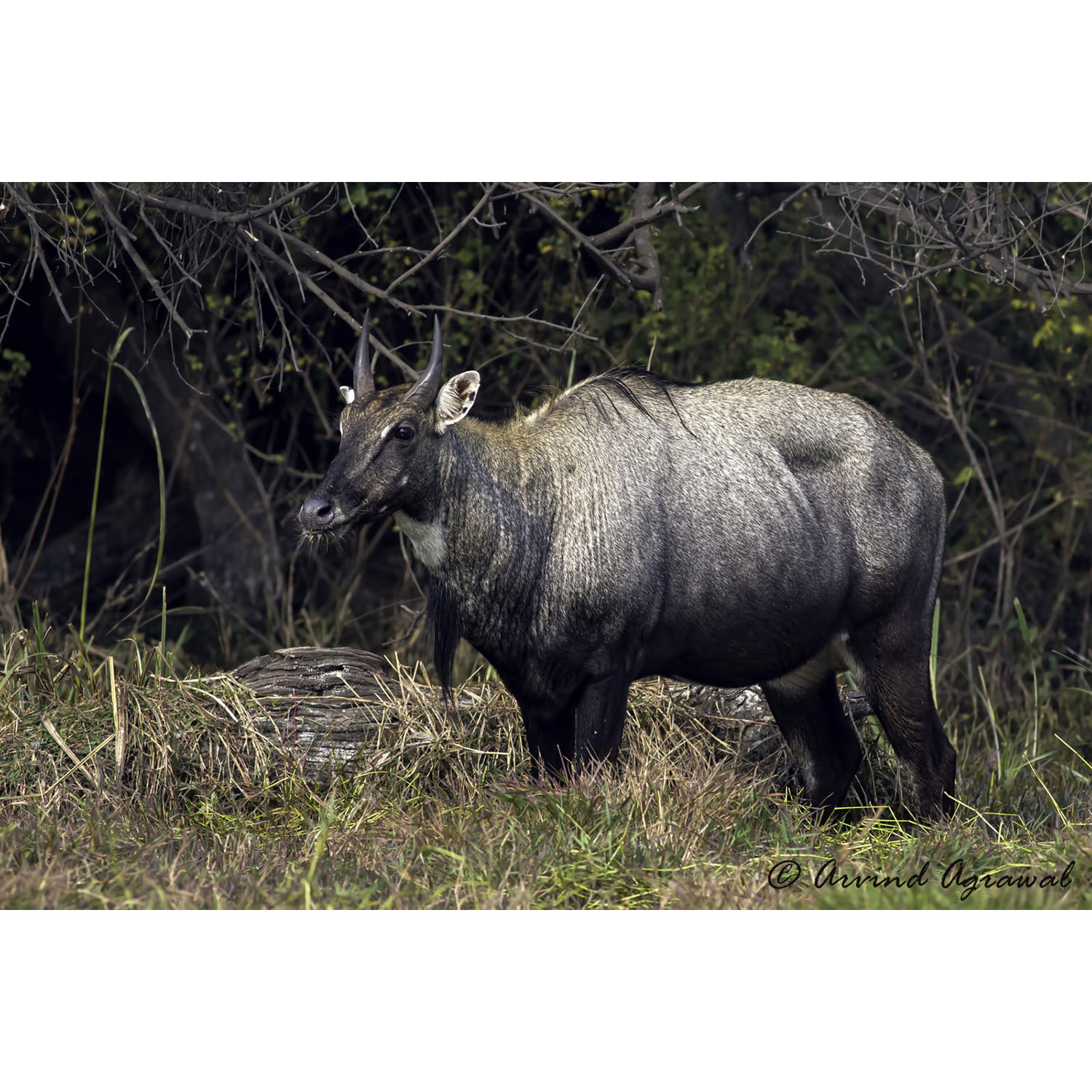 Boselaphus tragocamelus Фото №9
