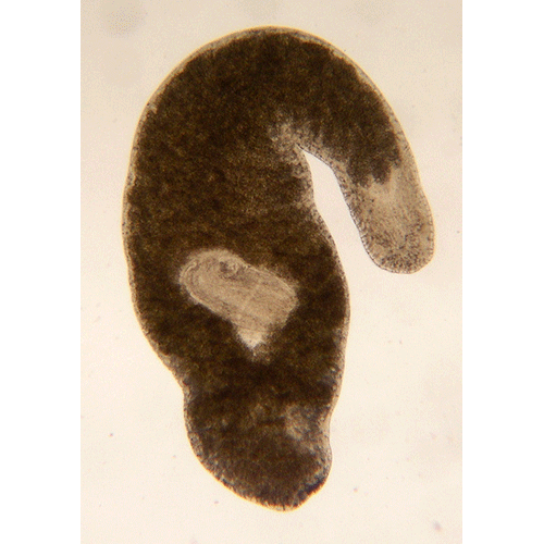 Семейство Bothrioplanidae  фото