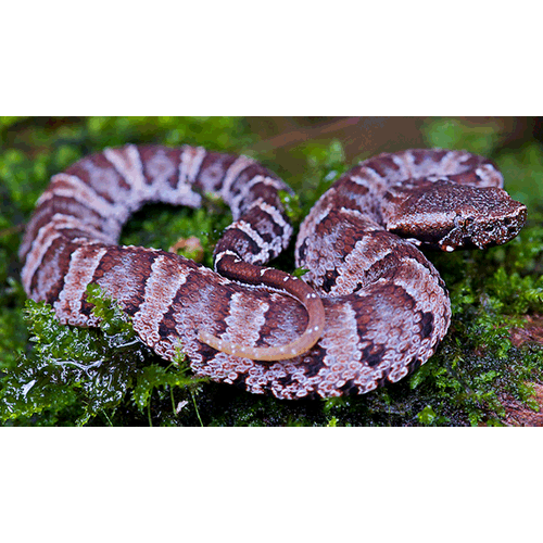  Род Bothrocophias  фото