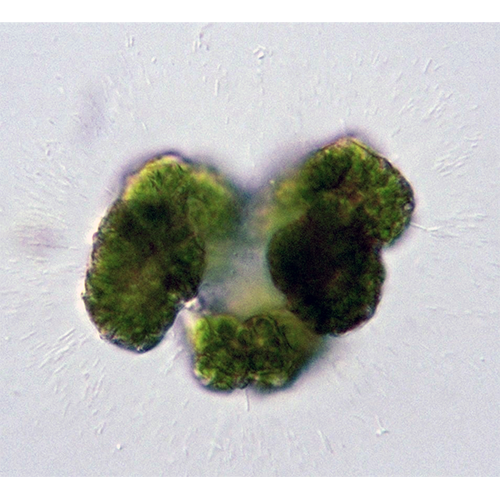 Семейство Botryococcaceae фото