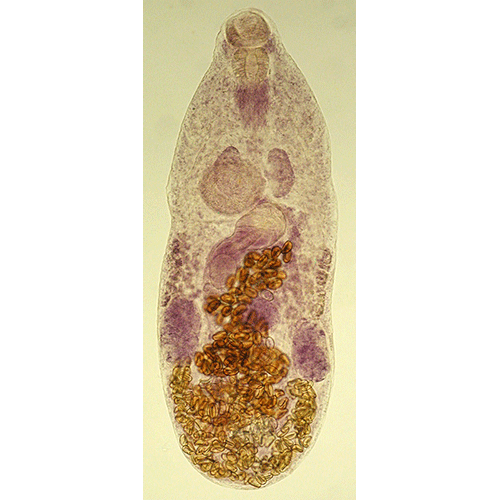 Семейство Botulisaccidae фото