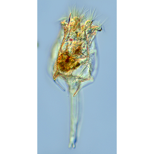 Семейство Brachionidae  фото