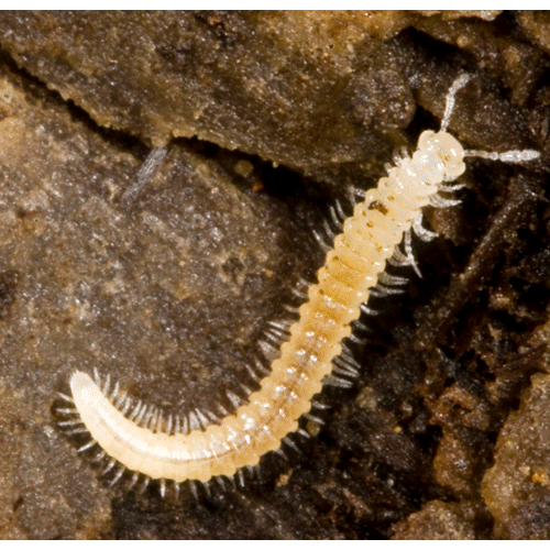 Семейство Brachychaeteumatidae фото