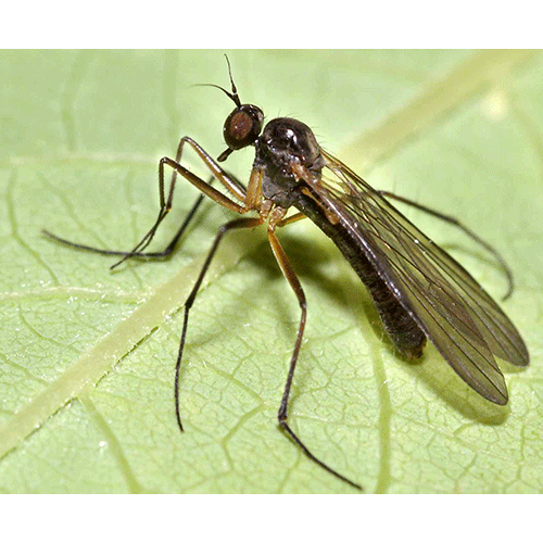 Семейство Brachystomatidae фото