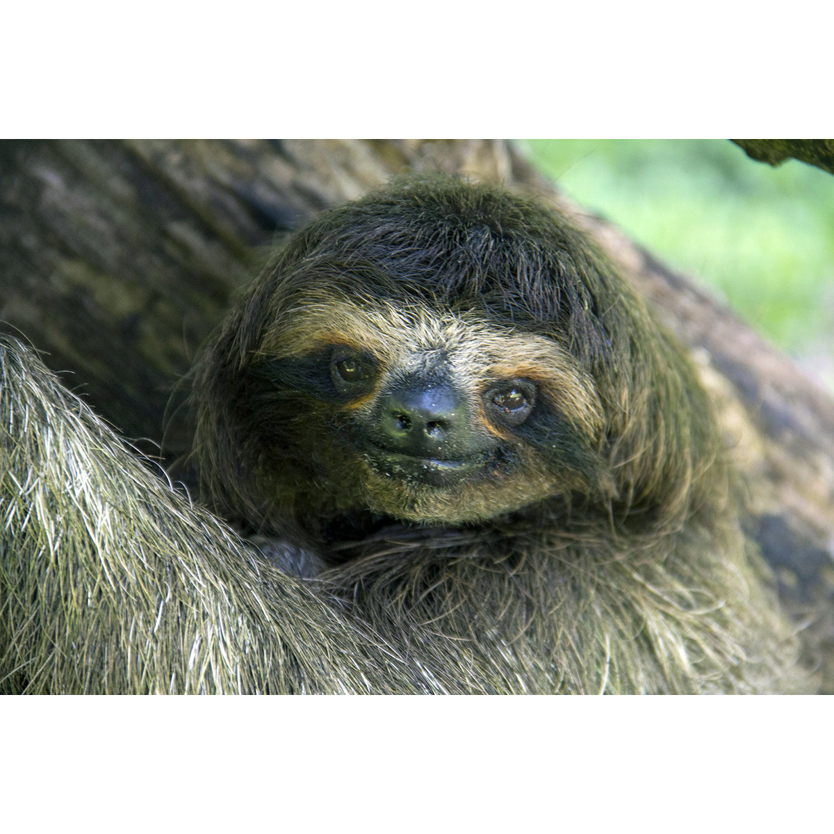 Карликовый ленивец (Bradypus pygmaeus) Фото №10