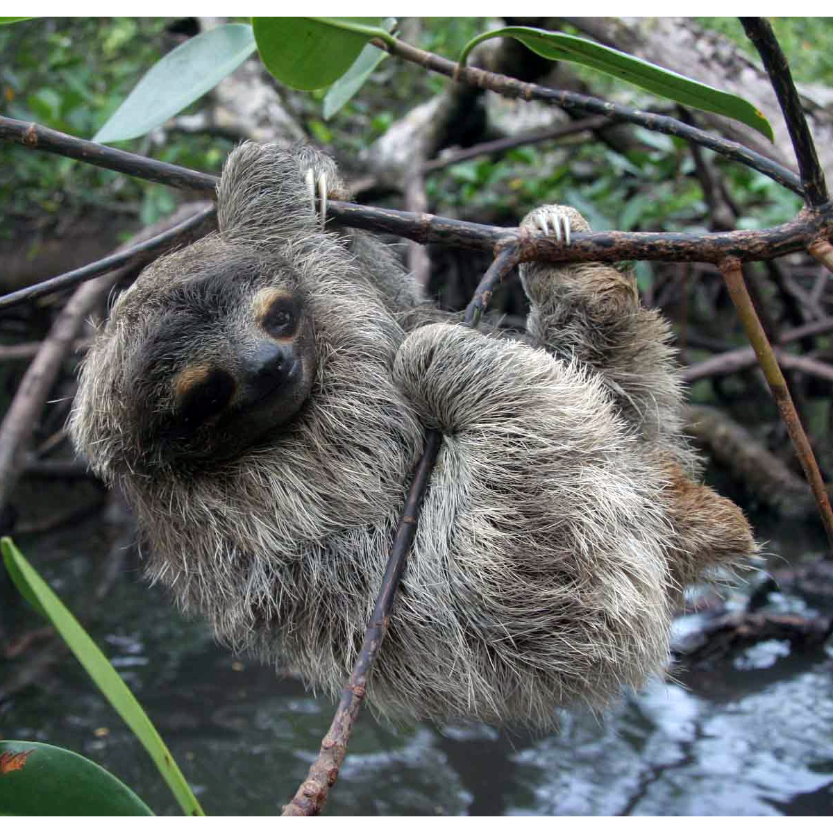 Карликовый ленивец (Bradypus pygmaeus) Фото №2