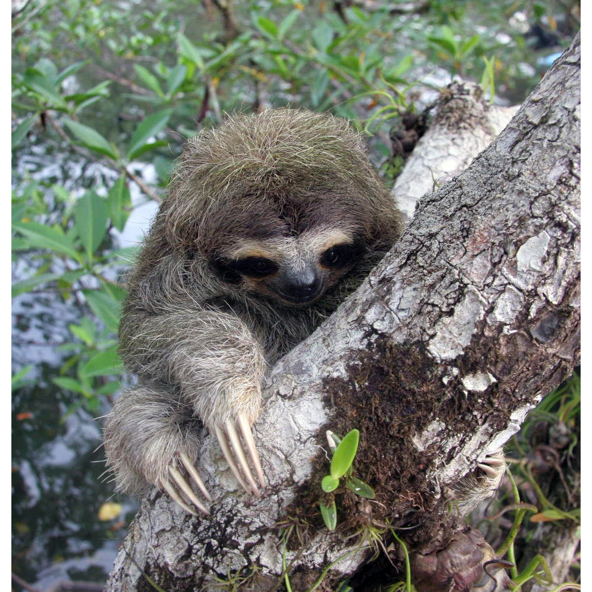 Карликовый ленивец (Bradypus pygmaeus) Фото №3
