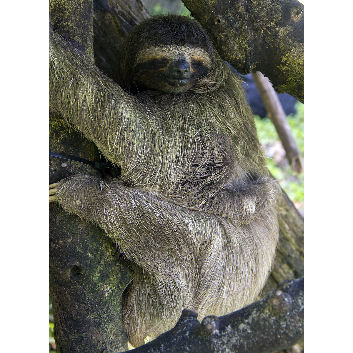 Карликовый ленивец (Bradypus pygmaeus) Фото №4