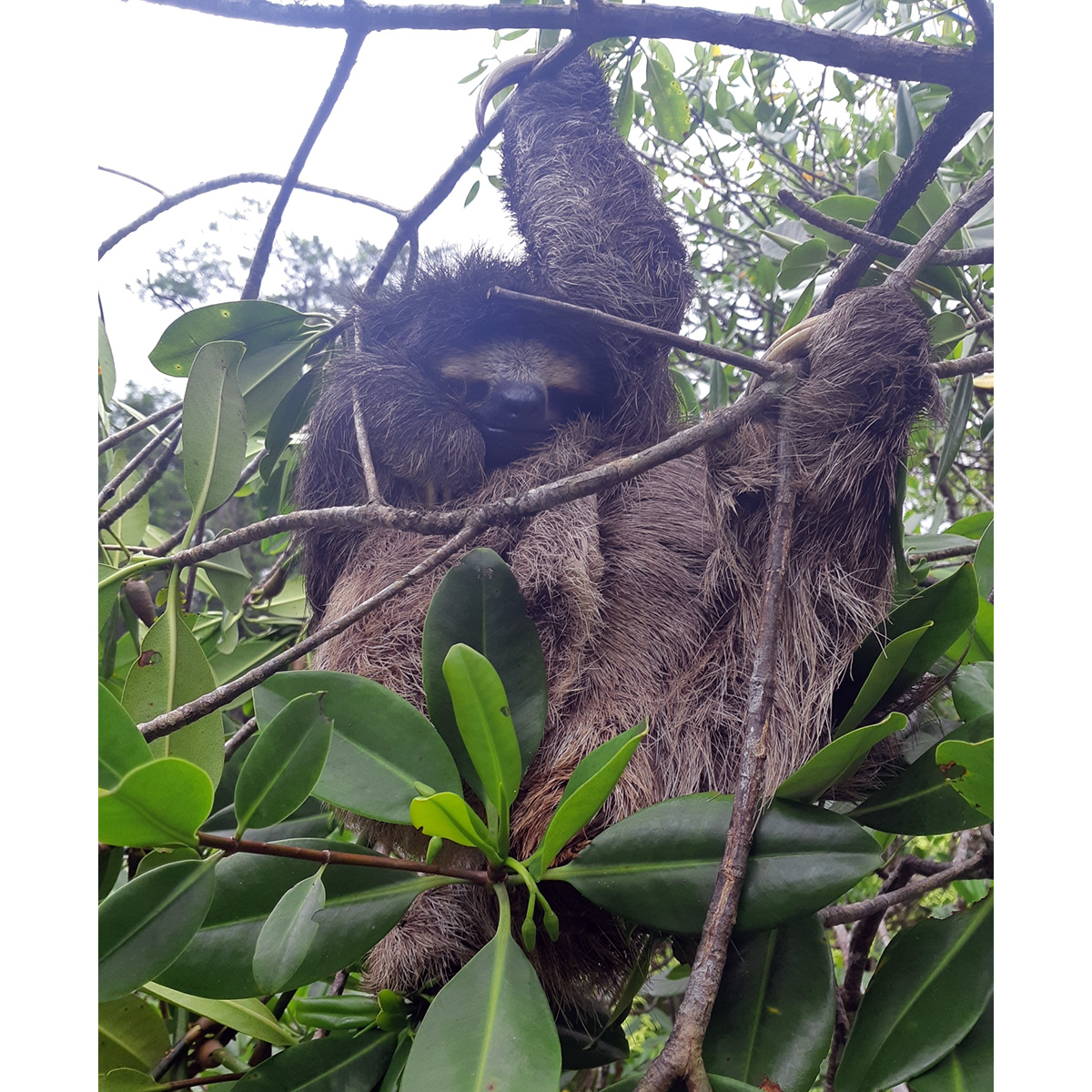 Карликовый ленивец (Bradypus pygmaeus) Фото №5