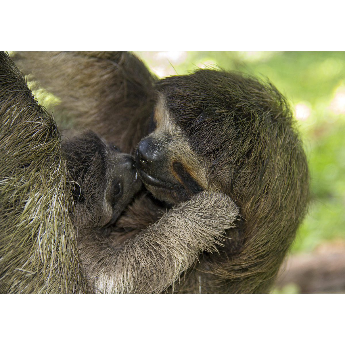 Карликовый ленивец (Bradypus pygmaeus) Фото №6