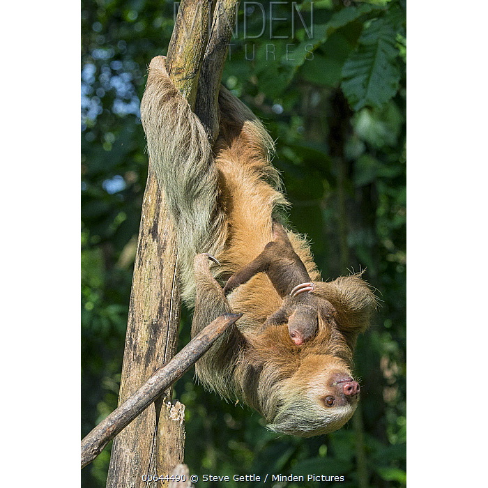 Карликовый ленивец (Bradypus pygmaeus) Фото №7