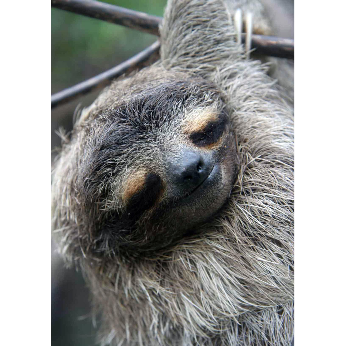 Карликовый ленивец (Bradypus pygmaeus) Фото №8