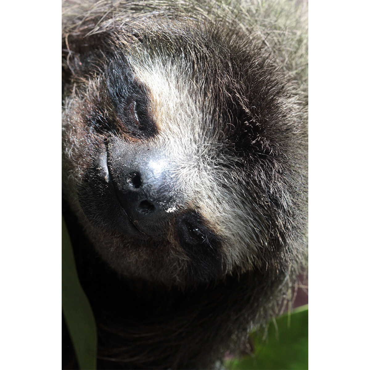 Карликовый ленивец (Bradypus pygmaeus) Фото №9