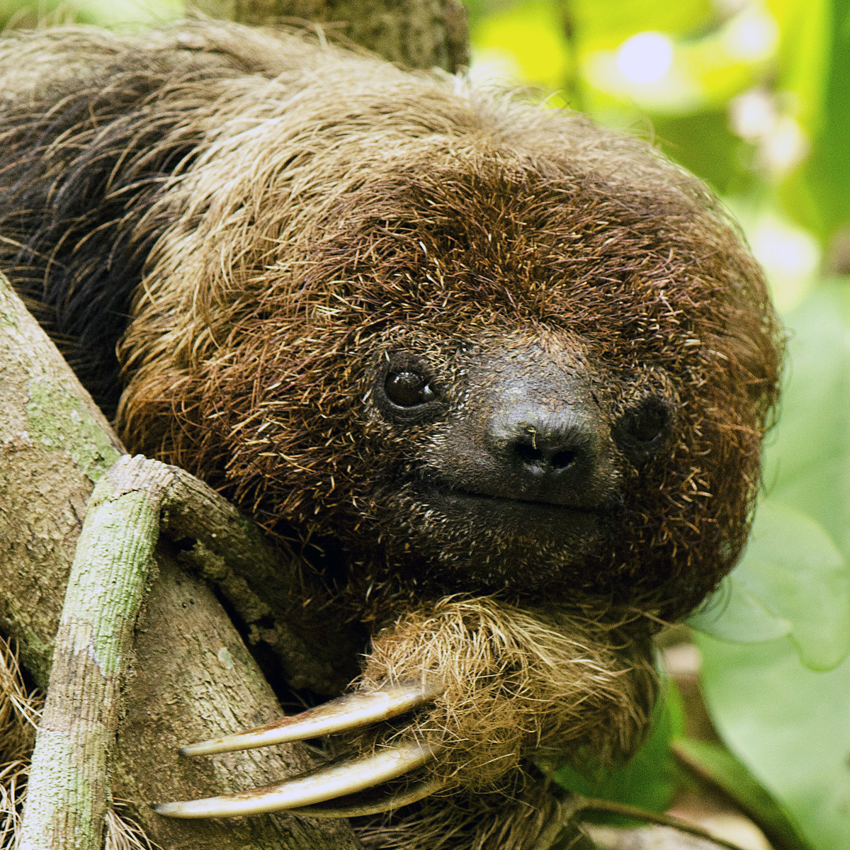 Ошейниковый ленивец (Bradypus torquatus) Фото №10