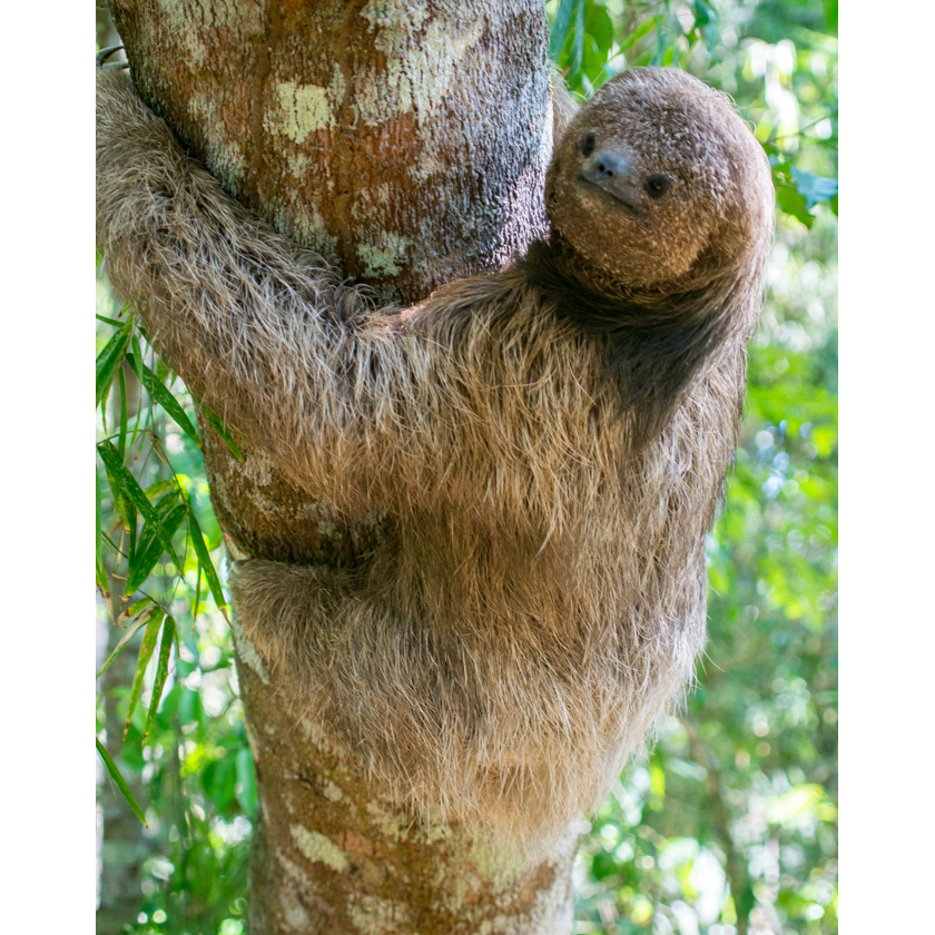 Ошейниковый ленивец (Bradypus torquatus) Фото №2