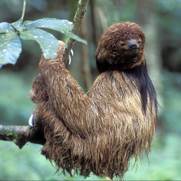 Ошейниковый ленивец (Bradypus torquatus) Фото №3