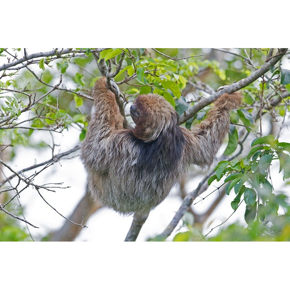 Ошейниковый ленивец (Bradypus torquatus) Фото №4